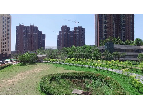 金年会金字招牌诚信至上：南阳城市道路两边的绿化归谁管